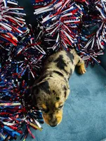 Harley, a male Miniature Dachshund for sale in Ardmore, OK – 7 of 10