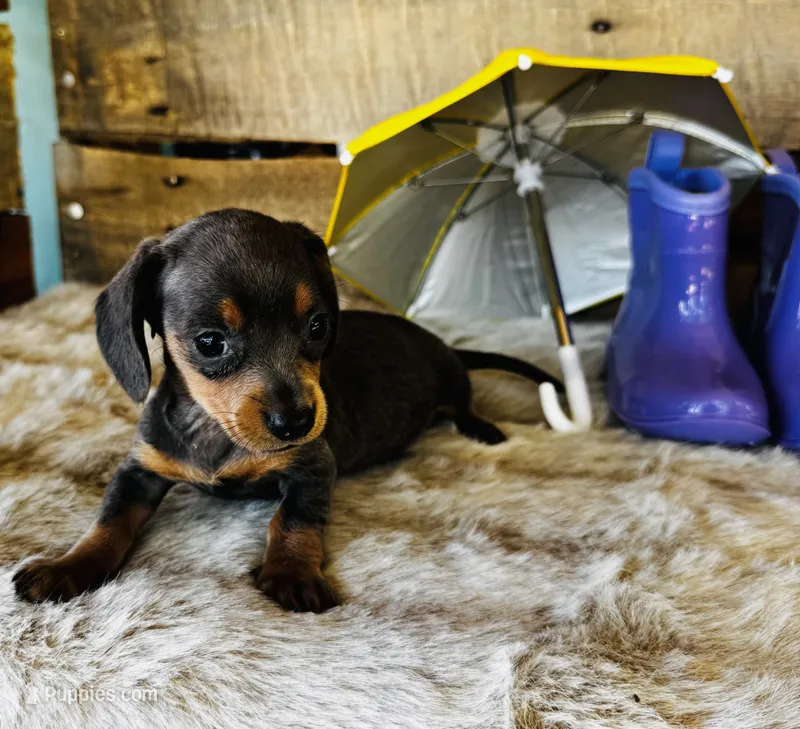 Jackie – Miniature Dachshund puppy for sale in Ardmore, OK