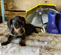 Jackie, a female Miniature Dachshund for sale in Ardmore, OK – 1 of 10