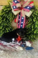 Cami, a female Yorkshire Terrier for sale in Ardmore, OK – 4 of 10