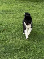 Sasha, a female Siberian Husky for sale in Ardmore, OK – 10 of 10