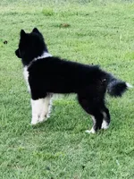 Sasha, a female Siberian Husky for sale in Ardmore, OK – 2 of 10