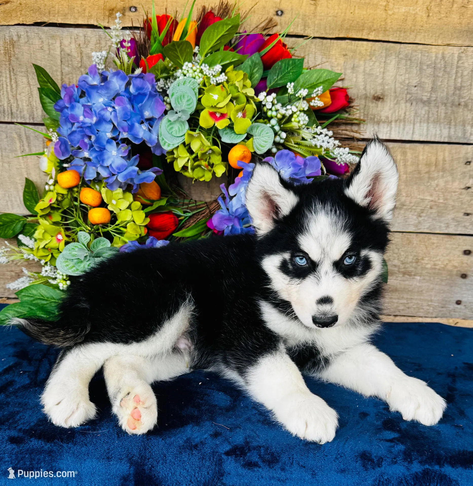 Jupiter, a male Siberian Husky for sale in Ardmore, OK – Photo 1 of 10