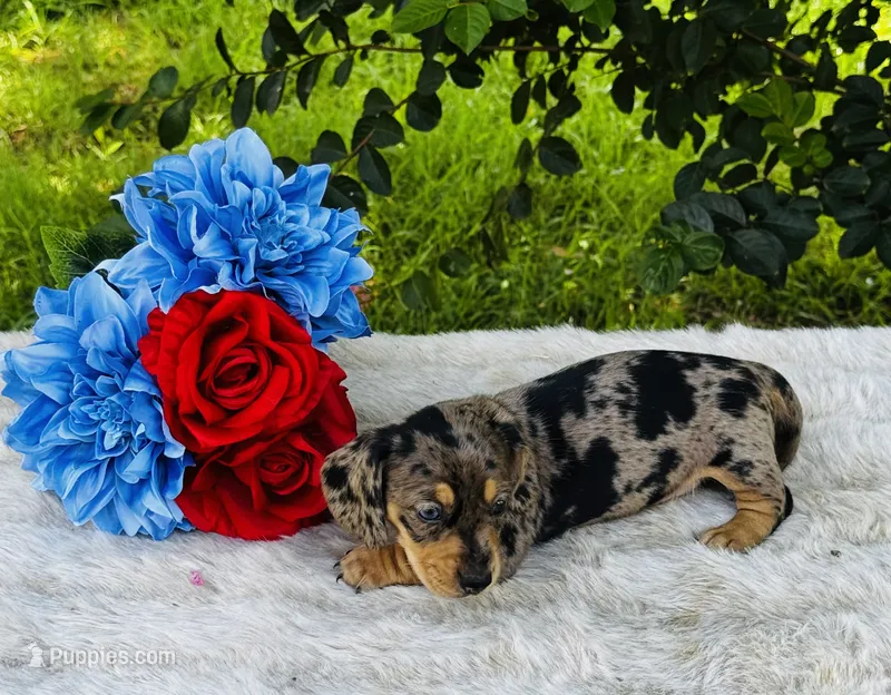 Harley – Miniature Dachshund puppy for sale in Ardmore, OK