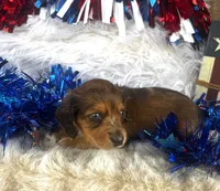 Dixie (Longhair) , a female Miniature Dachshund for sale in Ardmore, OK – 9 of 10