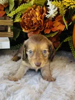 Ellie (Longhair), a female Miniature Dachshund for sale in Ardmore, OK – 3 of 10