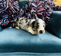 Nova , a male Miniature Dachshund for sale in Ardmore, OK – 10 of 10