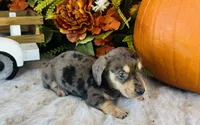 Jax (Longhair), a male Miniature Dachshund for sale in Ardmore, OK – 7 of 10