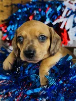 Jack Daniels , a male Miniature Dachshund for sale in Ardmore, OK – 3 of 8