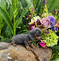 Jackie, a female Miniature Dachshund for sale in Ardmore, OK – 6 of 10