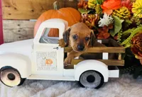 Tucker, a male Miniature Dachshund for sale in Ardmore, OK – 3 of 10