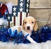 Jameson, a male Miniature Dachshund for sale in Ardmore, OK – 6 of 8