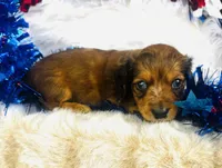 Dixie (Longhair) , a female Miniature Dachshund for sale in Ardmore, OK – 7 of 10