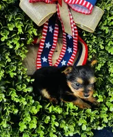 Gigi , a female Yorkshire Terrier for sale in Ardmore, OK – 7 of 10