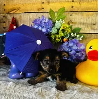 Lance , a male Yorkshire Terrier for sale in Ardmore, OK – 4 of 10