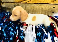 Jameson, a male Miniature Dachshund for sale in Ardmore, OK – 7 of 8