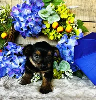 Froggy, a male Yorkshire Terrier for sale in Ardmore, OK – 4 of 10