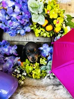 Jackie, a female Miniature Dachshund for sale in Ardmore, OK – 9 of 10