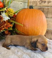 Tucker, a male Miniature Dachshund for sale in Ardmore, OK – 4 of 10