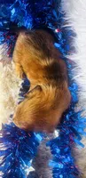 Dixie (Longhair) , a female Miniature Dachshund for sale in Ardmore, OK – 6 of 10