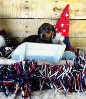 Jackie, a female Miniature Dachshund for sale in Ardmore, OK – 2 of 10