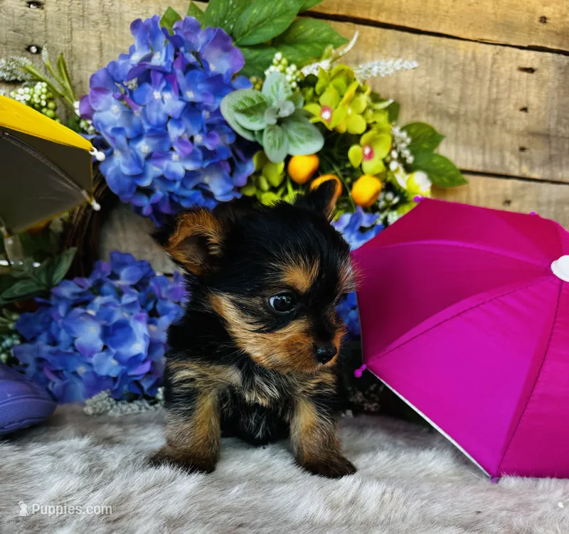 Gigi  – Yorkshire Terrier puppy for sale in Ardmore, OK