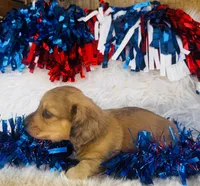 Whiskey (Longhair), a male Miniature Dachshund for sale in Ardmore, OK – 7 of 10