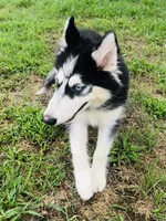 Ravia, a female Siberian Husky for sale in Ardmore, OK – 7 of 10