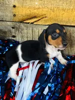 Brandy, a female Miniature Dachshund for sale in Ardmore, OK – 2 of 10