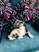 Nova , a male Miniature Dachshund for sale in Ardmore, OK – 7 of 10