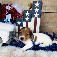 Jim Beam (Longhair), a male Miniature Dachshund for sale in Ardmore, OK – 6 of 10