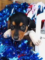 Brandy, a female Miniature Dachshund for sale in Ardmore, OK – 1 of 10