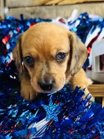 Jack Daniels , a male Miniature Dachshund for sale in Ardmore, OK – 1 of 8