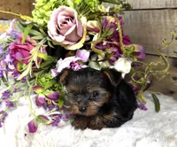 Madeleine , a female Yorkshire Terrier for sale in Ardmore, OK – 7 of 10