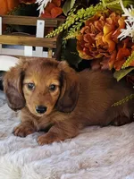 Boston (Longhair), a male Miniature Dachshund for sale in Ardmore, OK – 7 of 10