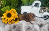 Marilyn Monroe, a female Miniature Dachshund for sale in Ardmore, OK – 2 of 8
