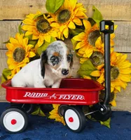 Bianca, a female Miniature Dachshund for sale in Ardmore, OK – Photo 9 of 10
