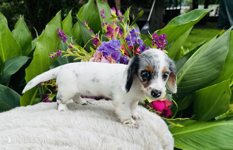 Bianca – Miniature Dachshund puppy for sale in Ardmore, OK
