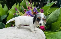Bianca, a female Miniature Dachshund for sale in Ardmore, OK – Photo 1 of 10