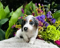 Bianca, a female Miniature Dachshund for sale in Ardmore, OK – Photo 7 of 10