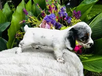 Bianca, a female Miniature Dachshund for sale in Ardmore, OK – Photo 8 of 10