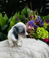 Bianca, a female Miniature Dachshund for sale in Ardmore, OK – Photo 3 of 10
