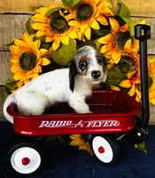 Bianca, a female Miniature Dachshund for sale in Ardmore, OK – Photo 10 of 10