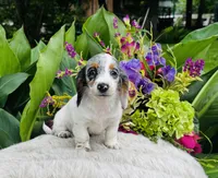Bianca, a female Miniature Dachshund for sale in Ardmore, OK – Photo 5 of 10