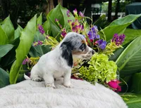 Bianca, a female Miniature Dachshund for sale in Ardmore, OK – Photo 4 of 10