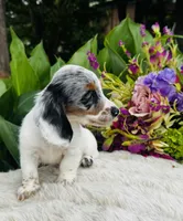 Bianca, a female Miniature Dachshund for sale in Ardmore, OK – Photo 6 of 10