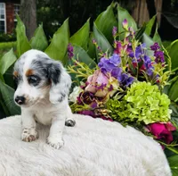 Bianca, a female Miniature Dachshund for sale in Ardmore, OK – Photo 2 of 10