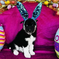 Rowdy, a male Siberian Husky for sale in Ardmore, OK – Photo 10 of 10