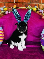 Rowdy, a male Siberian Husky for sale in Ardmore, OK – Photo 10 of 10