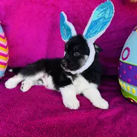 Rowdy, a male Siberian Husky for sale in Ardmore, OK – Photo 8 of 10